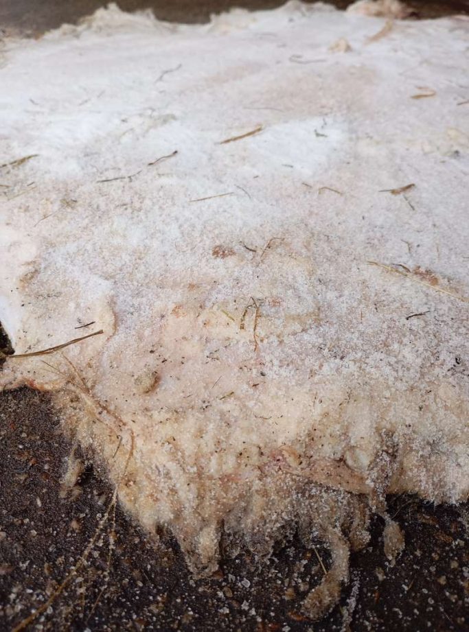 Das Foto zeigt das Salz auf einem gesalzenen Rohfell